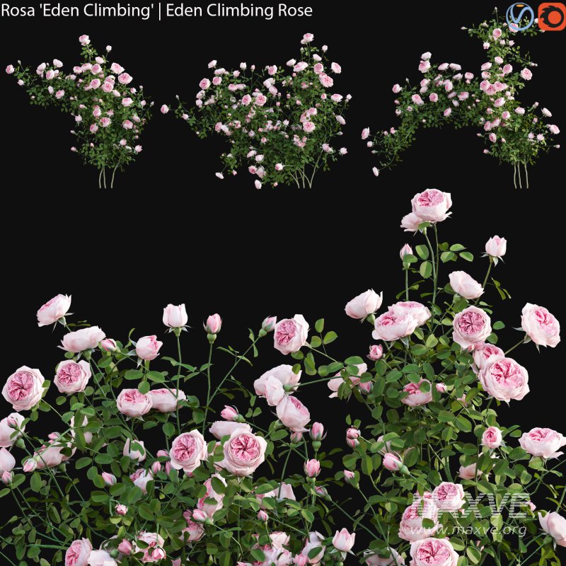 Rosa Eden Climbing – Eden Climbing Rose 01 - Image 1