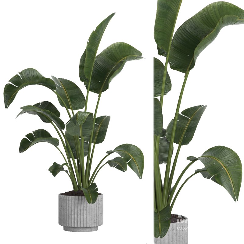 indoor plant 11 - Image 1