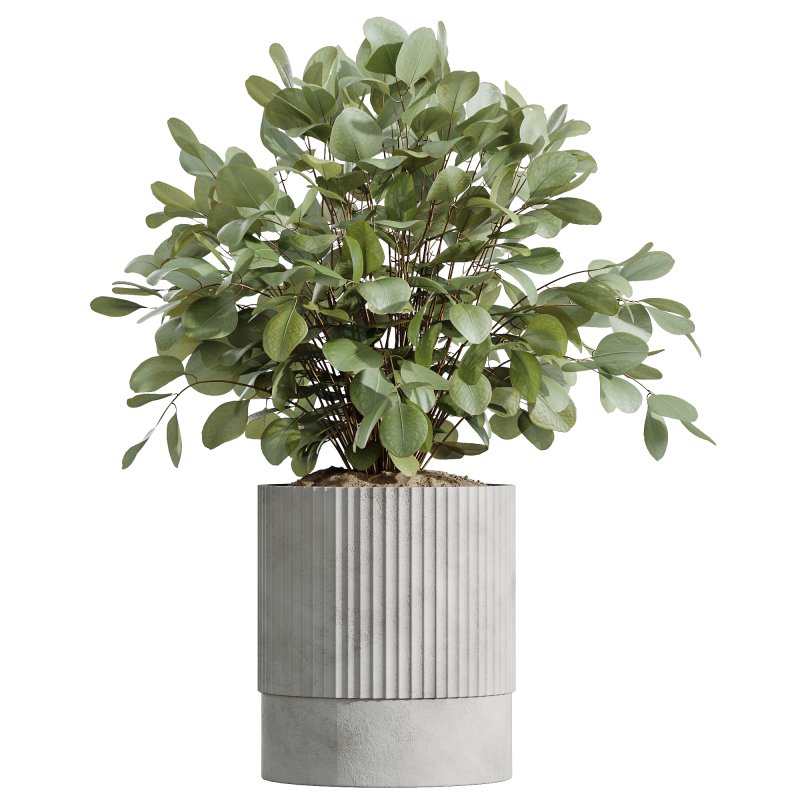 AV Indoor Plants Set 245 Bird Of Paradise Lime Cane Olive Branche Cast Iron Plant - Image 3