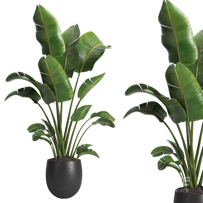 indoor plant 10 - Image 1