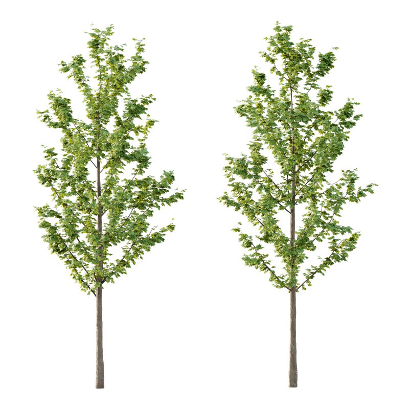 Acer Pseudoplatanus Tree 03 - Image 3