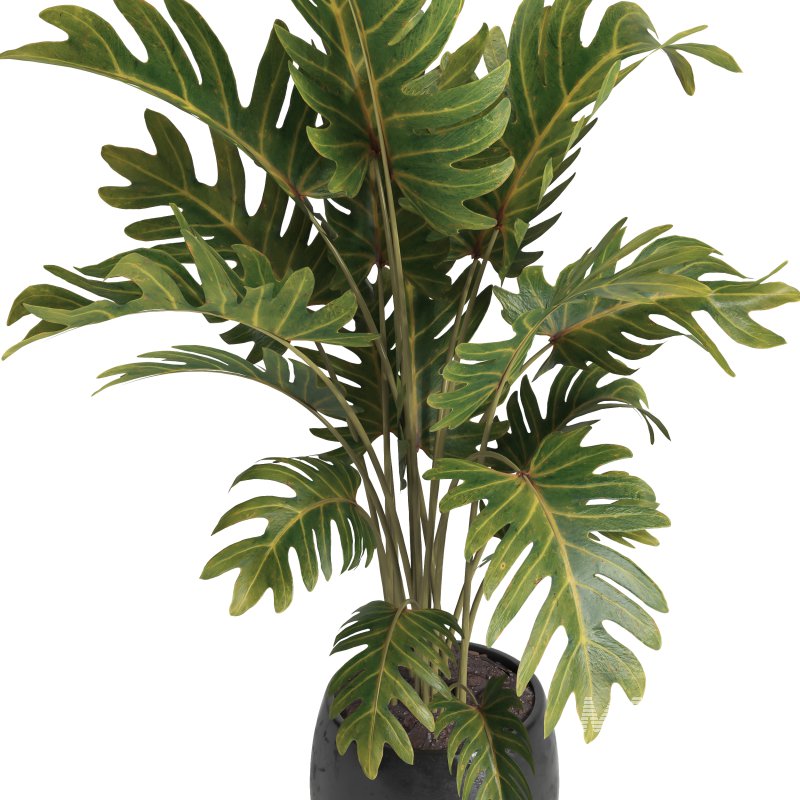 indoor plant 036 - Image 3