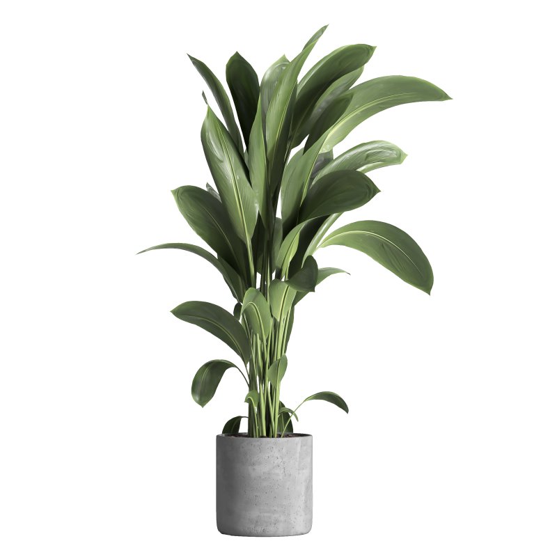 indoor plant 031 - Image 3