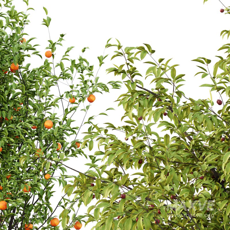 Prunus pseudocerasus Diospyros Kaki Fruit Tree 003 - Image 5