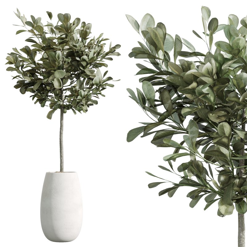 AV Indoor Plants Set 244 Ficus Indian Spineless Yucca Zamiifolia Mission Olive Alocasia - Image 5