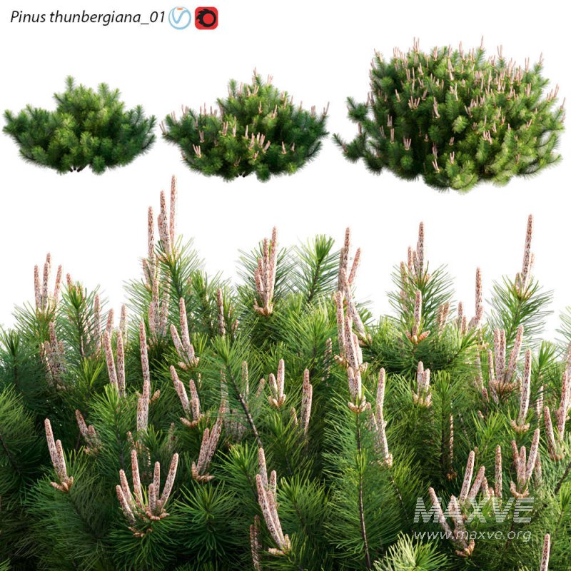 Pinus thunbergiana – Pinus thunbergii – Japanese Black Pine 01 - Image 1