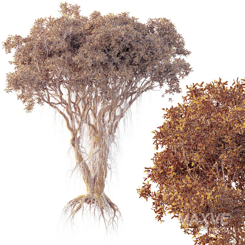 AV Plants Mangrove Gray Avicennia Marina05 - Image 3