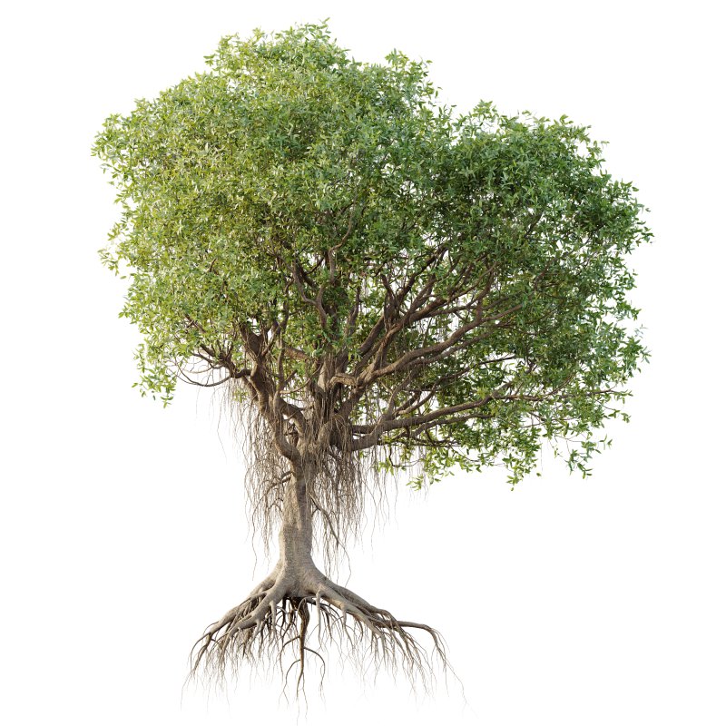 AV Plants Mangrove Gray Avicennia Marina - Image 1