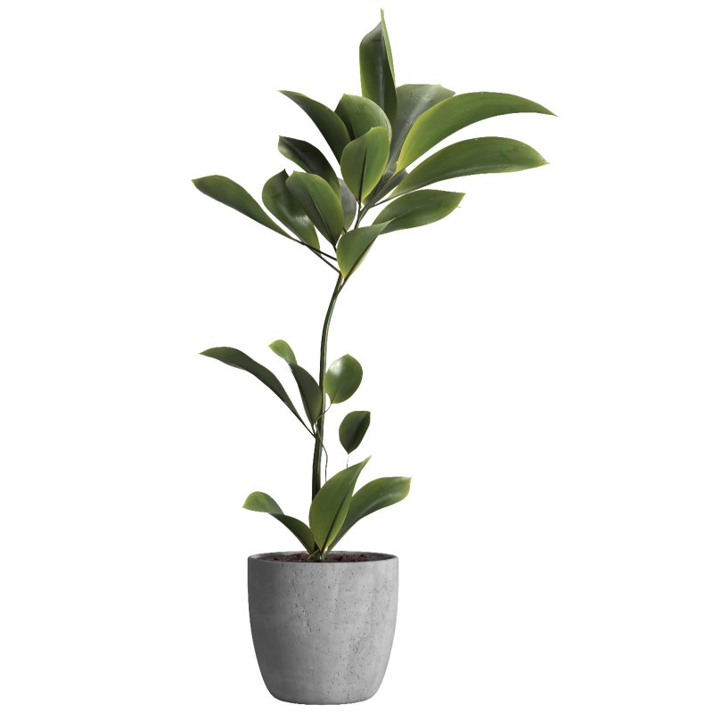 indoor plant 023 - Image 1