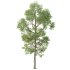 AV Plants Carya Glabra Ovalis Caryer Rouge Hickory - Thumbnail 1