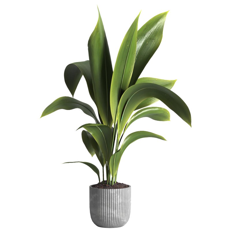 Indoor plant 015 - Image 2