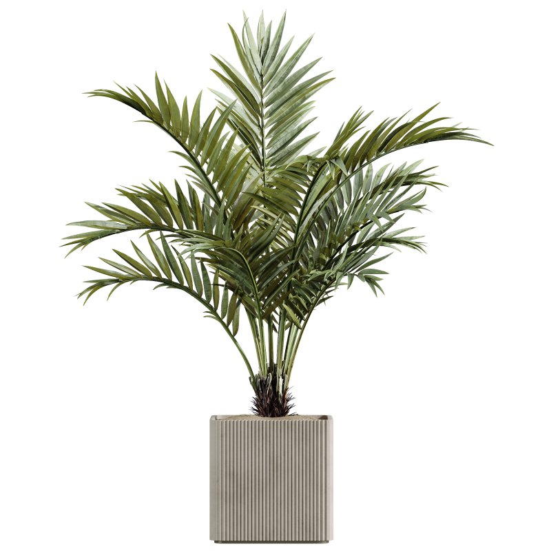 AV Indoor Plants Set 239 Mission Chemlali Olive Spineless Palm Lemon Cane Paradise - Image 1