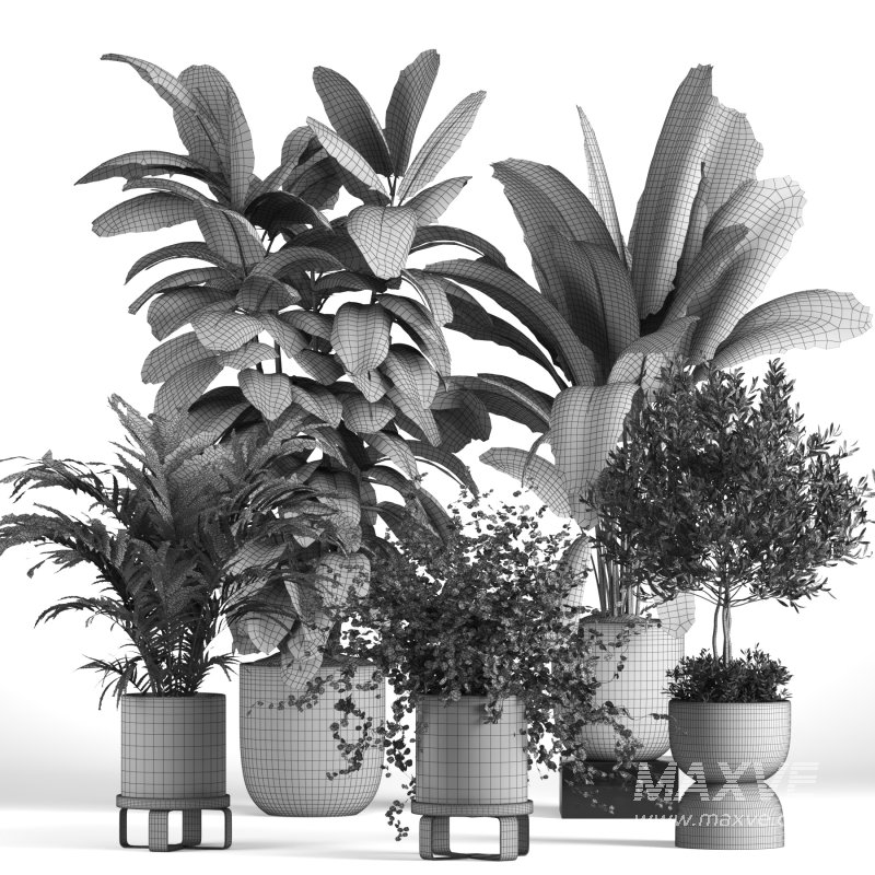 indoor Collection plant 018 - Image 5