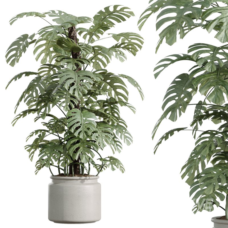 AV Indoor Plants Set 243 Swiss Cheese and Mission Olive and Bird Of Paradise and Ficus African Fig - Image 3