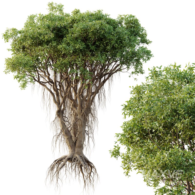 AV Plants Mangrove Gray Avicennia Marina05 - Image 2