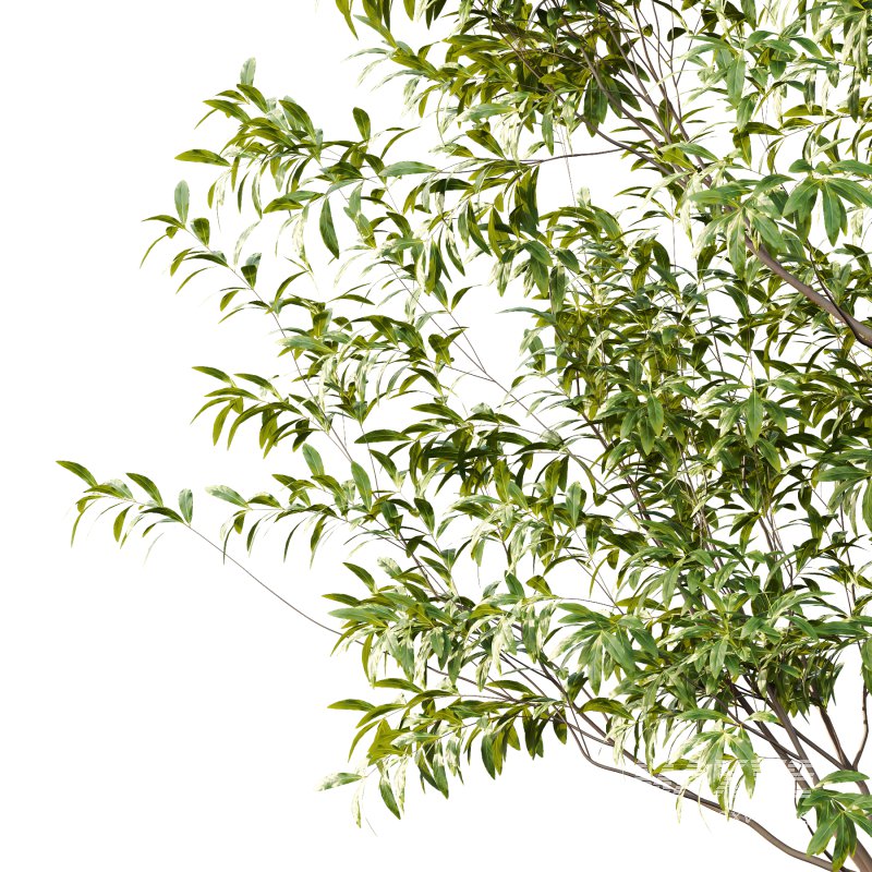 Water Gum Tree 04 - Image 4