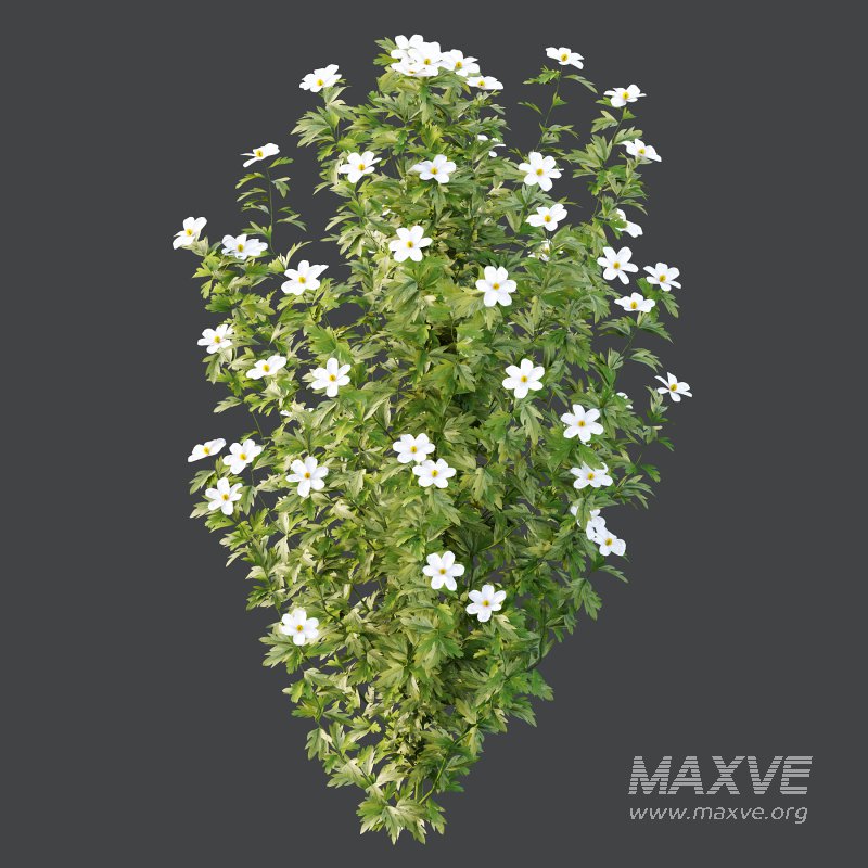 romneya coulter Argyrocytisus battandieri Tibouchina Semidecandra Plant - Image 3