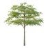 Acer Pseudoplatanus Tree 06 - Thumbnail 3