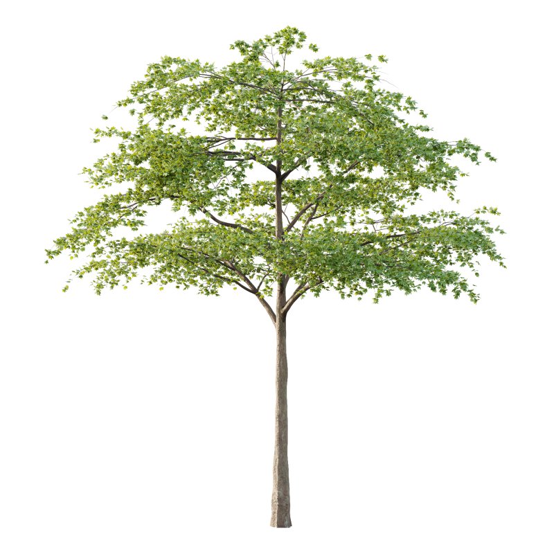 Acer Pseudoplatanus Tree 06 - Image 3