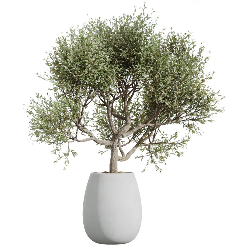 AV Indoor Plants Set 240 China Orange Tree and Spineless Palm and Peace Lily and Mission Olive - Image 3