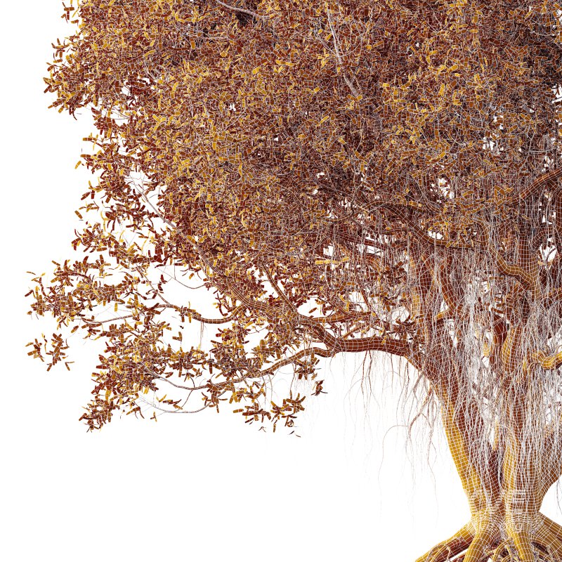 AV Plants Mangrove Gray Avicennia Marina03 - Image 3