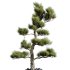 AV Indoor Plants Set 246 Ficus Braid and Beech Olea and Bonsai Pinus and Spineless Yucca and Olive - Thumbnail 2