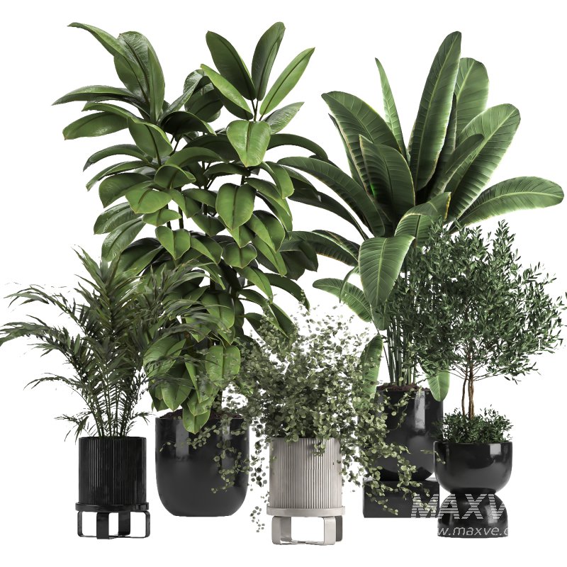 indoor Collection plant 018 - Image 1