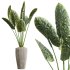 AV Indoor Plants Set 242 Euphorbia Sunshine and Wilsonii Olive and China Orange Tree and Ficus Elastica and Fittingly Elephant - Thumbnail 5