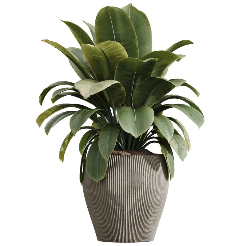 AV Indoor Plants Set 242 Euphorbia Sunshine and Wilsonii Olive and China Orange Tree and Ficus Elastica and Fittingly Elephant - Image 4