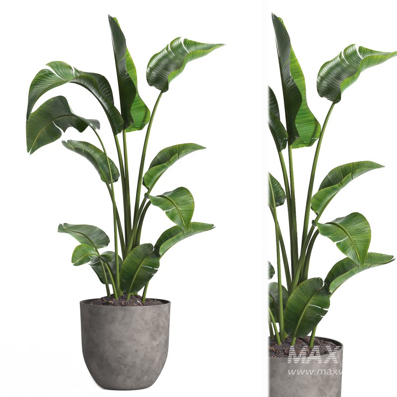 indoor plant 09 - Image 4