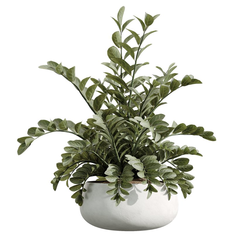 AV Indoor Plants Set 244 Ficus Indian Spineless Yucca Zamiifolia Mission Olive Alocasia - Image 2