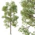 AV Plants Carya Glabra Ovalis Caryer Rouge Hickory - Thumbnail 2