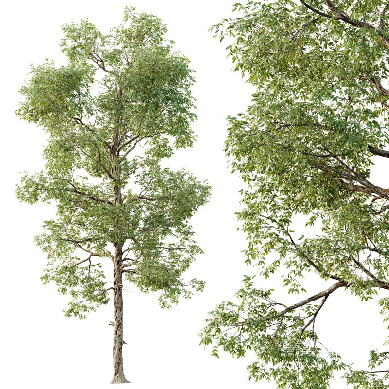 AV Plants Carya Glabra Ovalis Caryer Rouge Hickory - Image 2