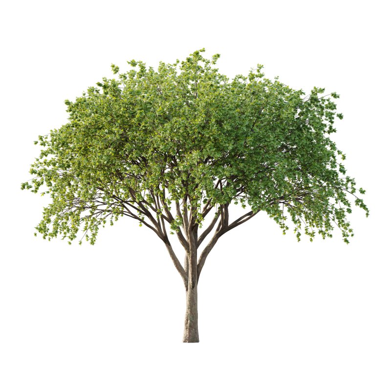 Acer Pseudoplatanus Tree 08 - Image 1