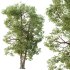 AV Plants Carya Glabra Ovalis Caryer Rouge Hickory03 - Thumbnail 1