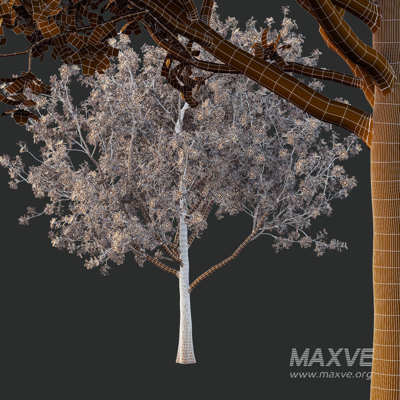 Different Trees 02 - Image 5