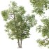 AV Plants Carya Glabra Ovalis Caryer Rouge Hickory04 - Thumbnail 1