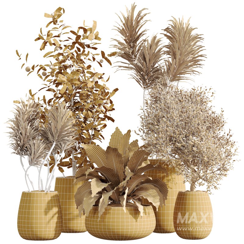 AV Indoor Plants Set 240 China Orange Tree and Spineless Palm and Peace Lily and Mission Olive - Image 5