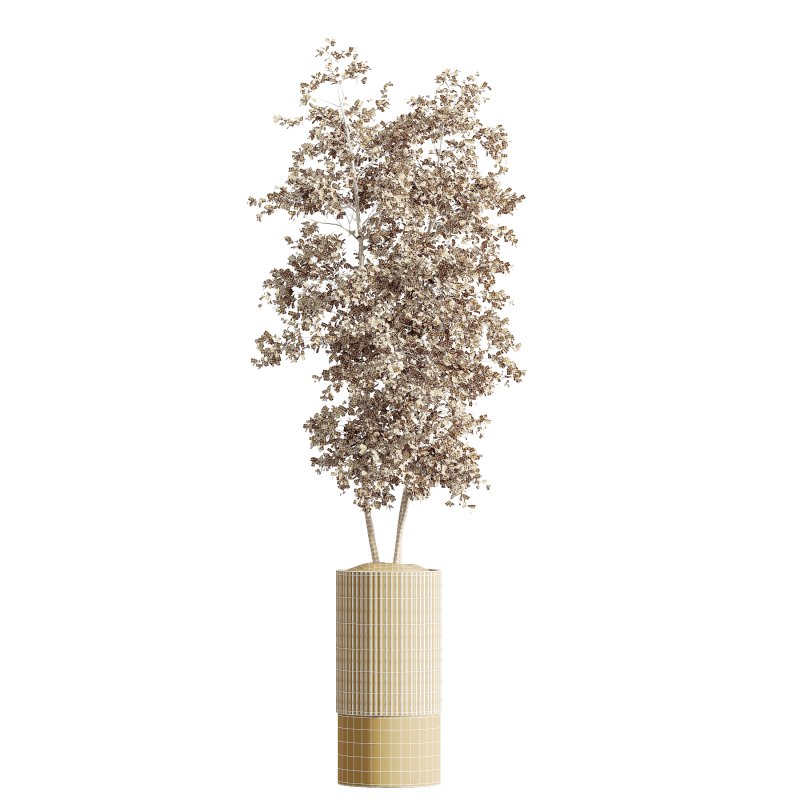 AV Indoor Plants Set 241 Olive Palm Bird Of Paradise Sansevieria Ficus Fig - Image 7