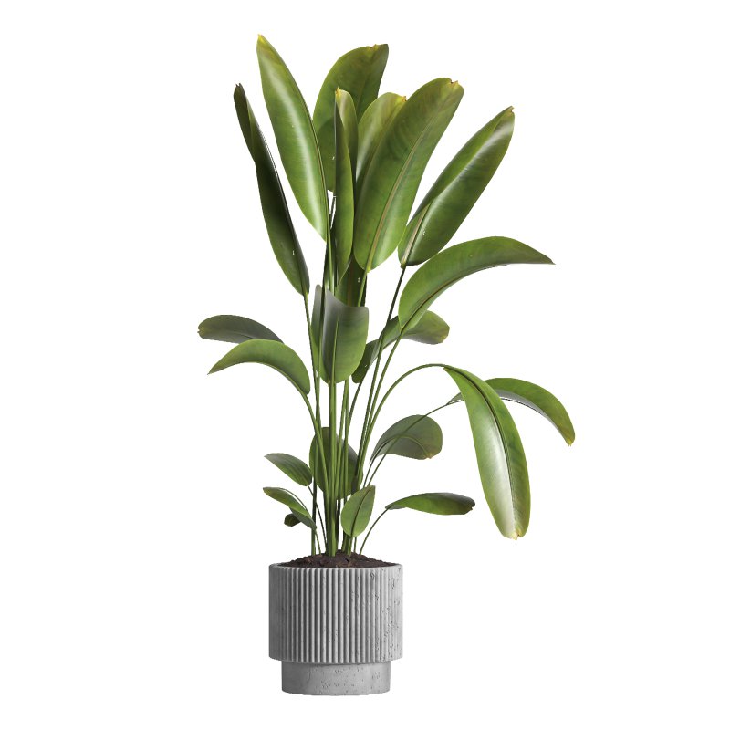 indoor plant 038 - Image 2