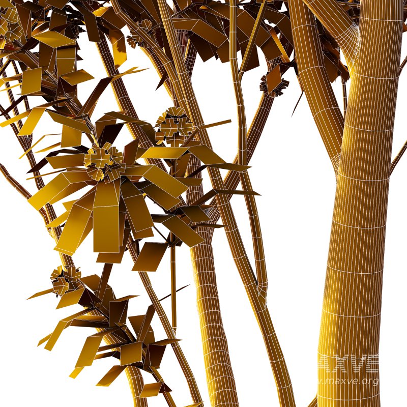 Water Gum Tree 03 - Image 4