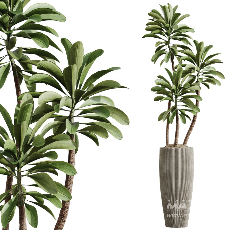 AV Indoor Plants Set 242 Euphorbia Sunshine and Wilsonii Olive and China Orange Tree and Ficus Elastica and Fittingly Elephant - Image 2