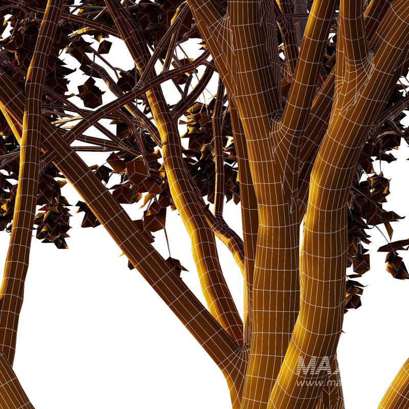 Acer Pseudoplatanus Tree 08 - Image 5