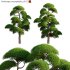 Podocarpus macrophyllus 05 - Thumbnail 1