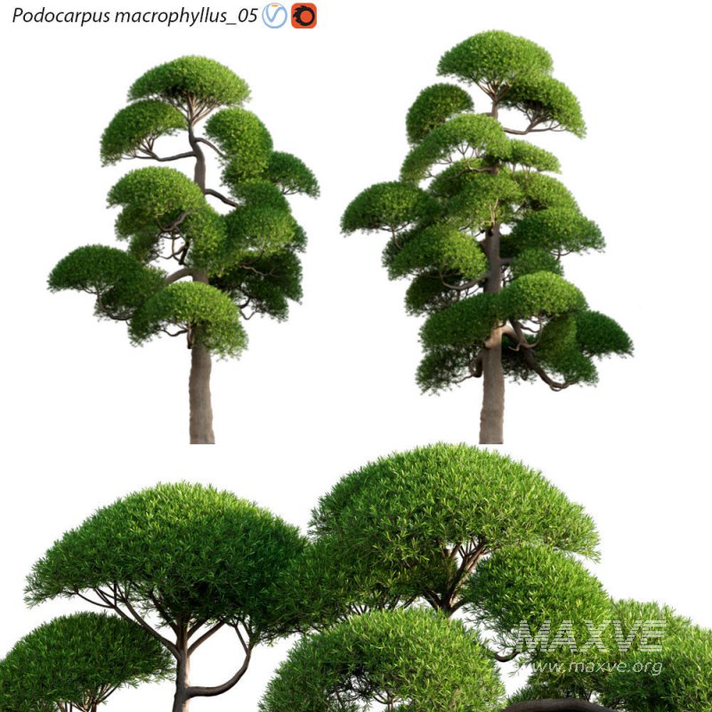 Podocarpus macrophyllus 05 - Image 1