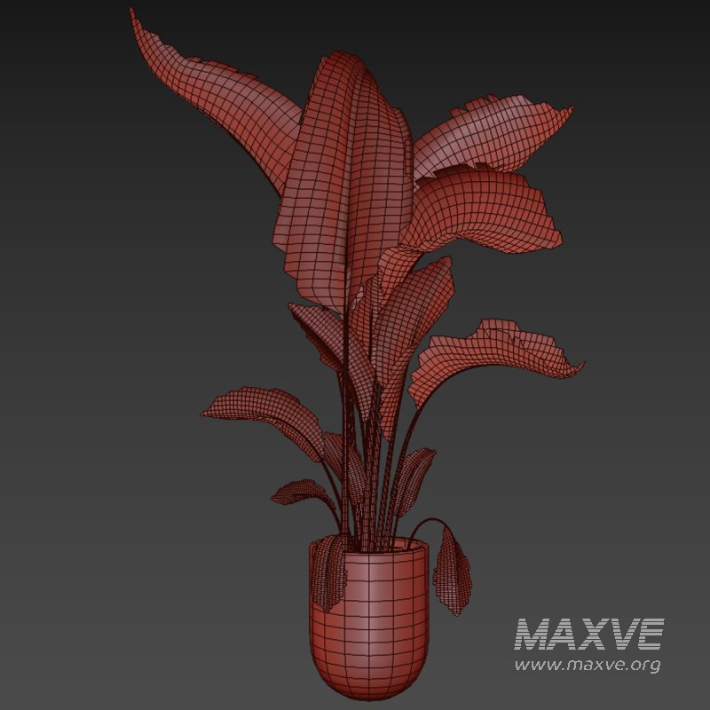 indoor plant 028 - Image 5