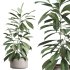 AV Indoor Plants Set 243 Swiss Cheese and Mission Olive and Bird Of Paradise and Ficus African Fig - Thumbnail 4