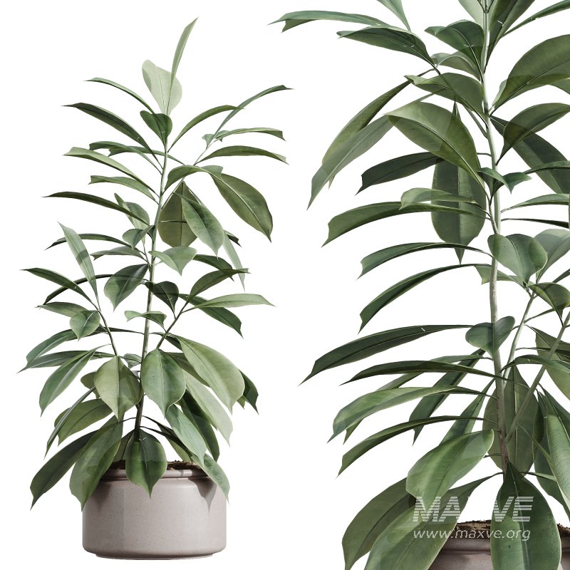 AV Indoor Plants Set 243 Swiss Cheese and Mission Olive and Bird Of Paradise and Ficus African Fig - Image 4