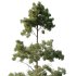 Pin Tree 002 - Thumbnail 2