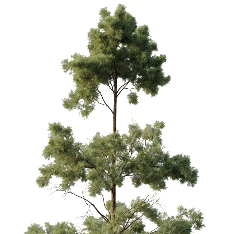 Pin Tree 002 - Image 2